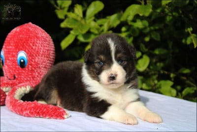 Les chiots de Berger Australien