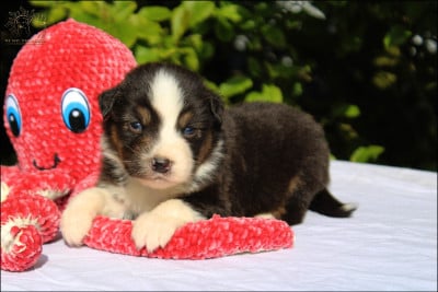 Les chiots de Berger Australien