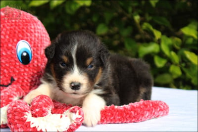 Les chiots de Berger Australien