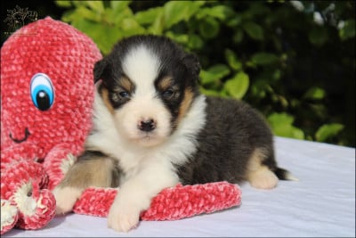Les chiots de Berger Australien