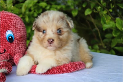 Les chiots de Berger Australien
