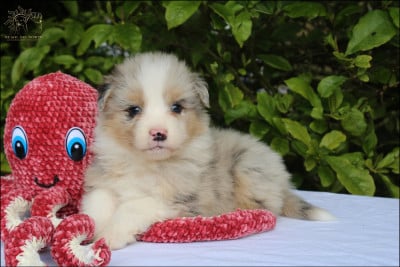 Les chiots de Berger Australien