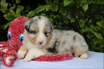 Les chiots de Berger Australien