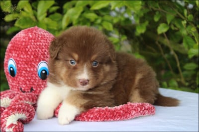 Les chiots de Berger Australien