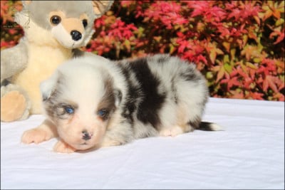 Les chiots de Berger Australien