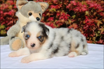 Les chiots de Berger Australien