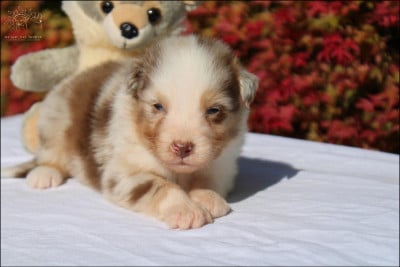 Les chiots de Berger Australien