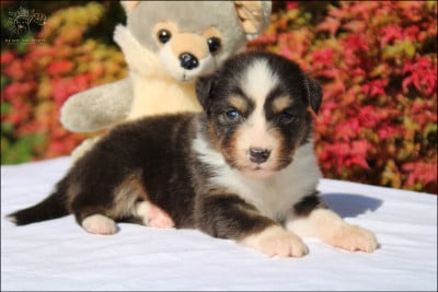 Les chiots de Berger Australien