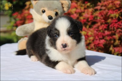 Les chiots de Berger Australien