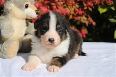 Les chiots de Berger Australien