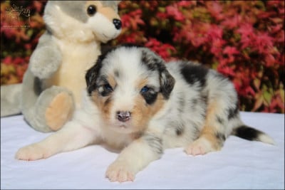 Les chiots de Berger Australien