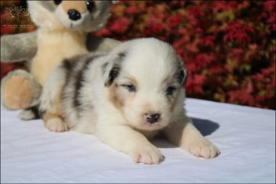 Les chiots de Berger Australien