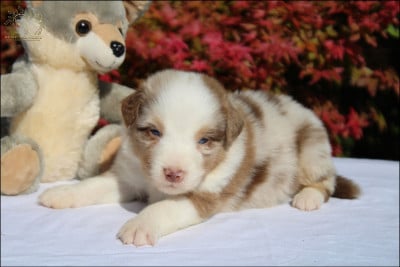 Les chiots de Berger Australien