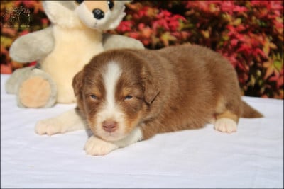 Les chiots de Berger Australien