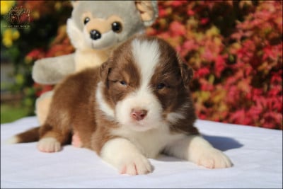 Les chiots de Berger Australien