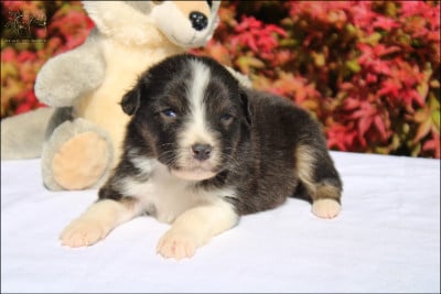 Les chiots de Berger Australien