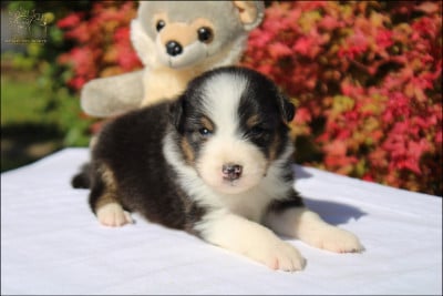 Les chiots de Berger Australien