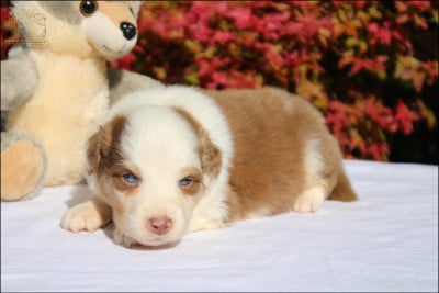 Les chiots de Berger Australien
