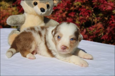 Les chiots de Berger Australien