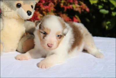 Les chiots de Berger Australien