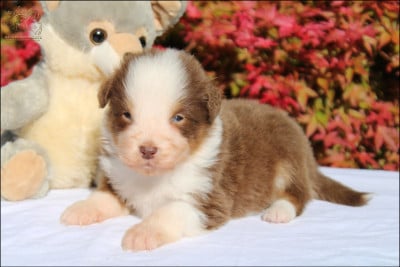Les chiots de Berger Australien
