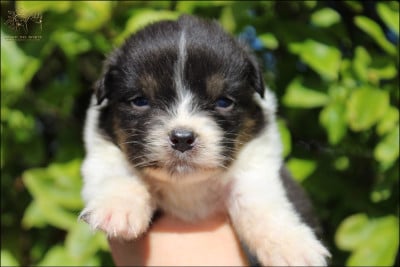 Les chiots de Berger Australien