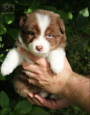 Les chiots de Berger Australien