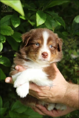 Les chiots de Berger Australien