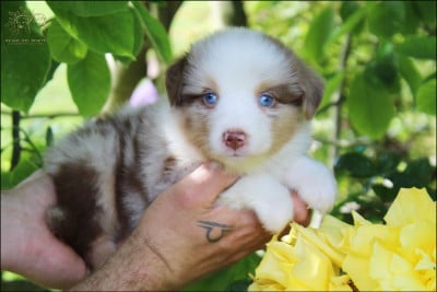 Les chiots de Berger Australien