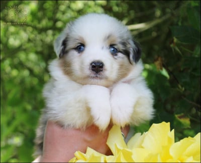 Les chiots de Berger Australien