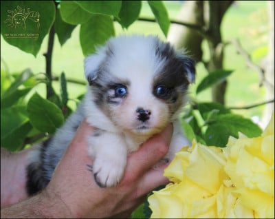 Les chiots de Berger Australien