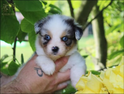 Les chiots de Berger Australien