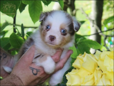Les chiots de Berger Australien