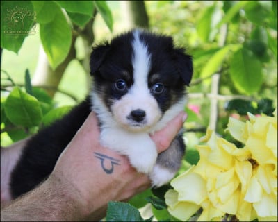 Les chiots de Berger Australien