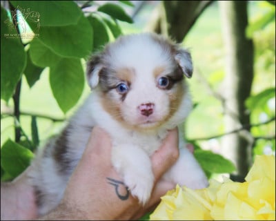 Les chiots de Berger Australien