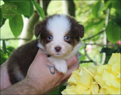 Les chiots de Berger Australien