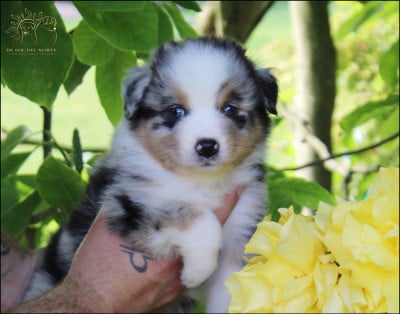 Les chiots de Berger Australien