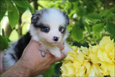 Les chiots de Berger Australien