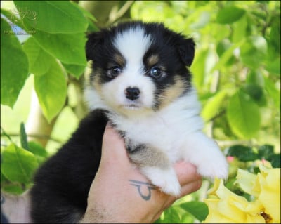 Les chiots de Berger Australien