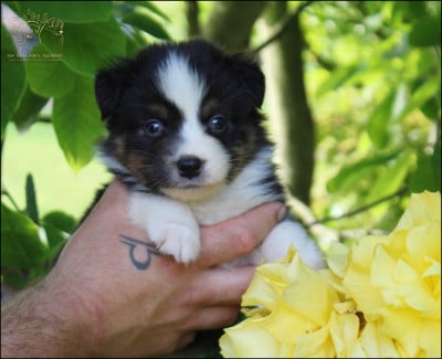 Les chiots de Berger Australien