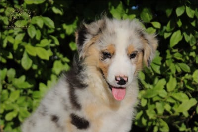 Les chiots de Berger Australien