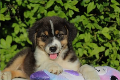 Les chiots de Berger Australien