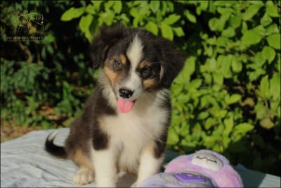 Les chiots de Berger Australien