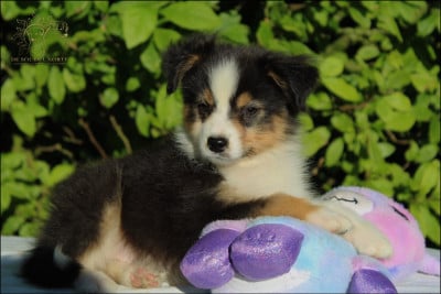 Les chiots de Berger Australien