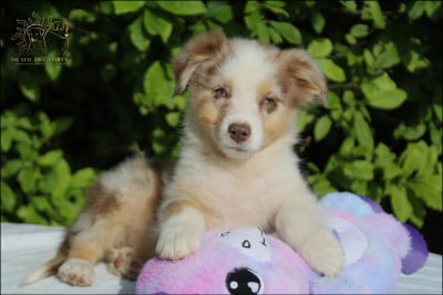 Les chiots de Berger Australien
