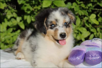 Les chiots de Berger Australien
