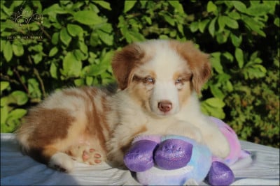 Les chiots de Berger Australien