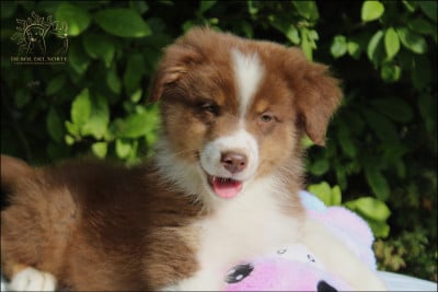 Les chiots de Berger Australien