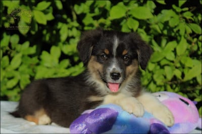 Les chiots de Berger Australien