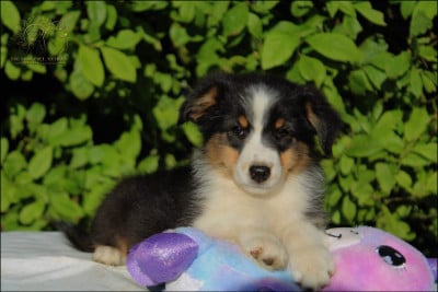 Les chiots de Berger Australien